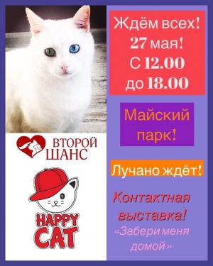 Festival Happy Cat